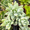 Sedeveria Blue Burrito Succulent