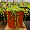 String of Pearls