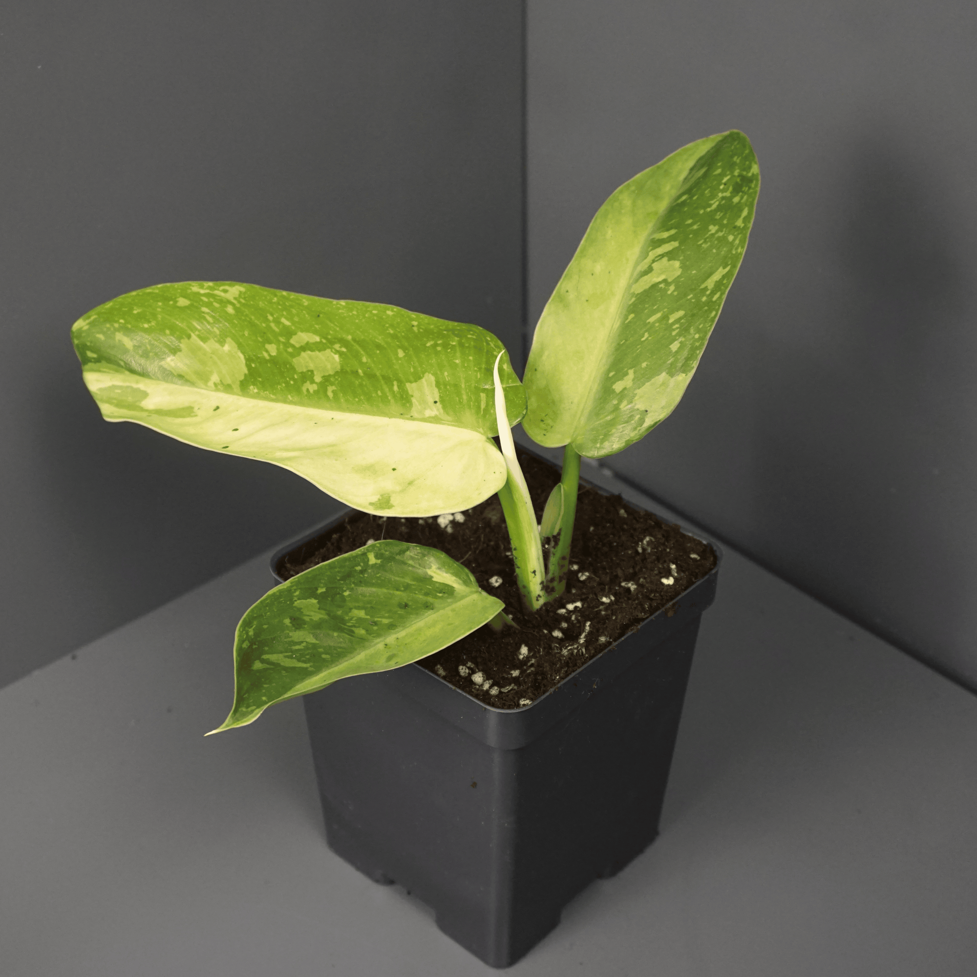 Philodendron Jose Buono