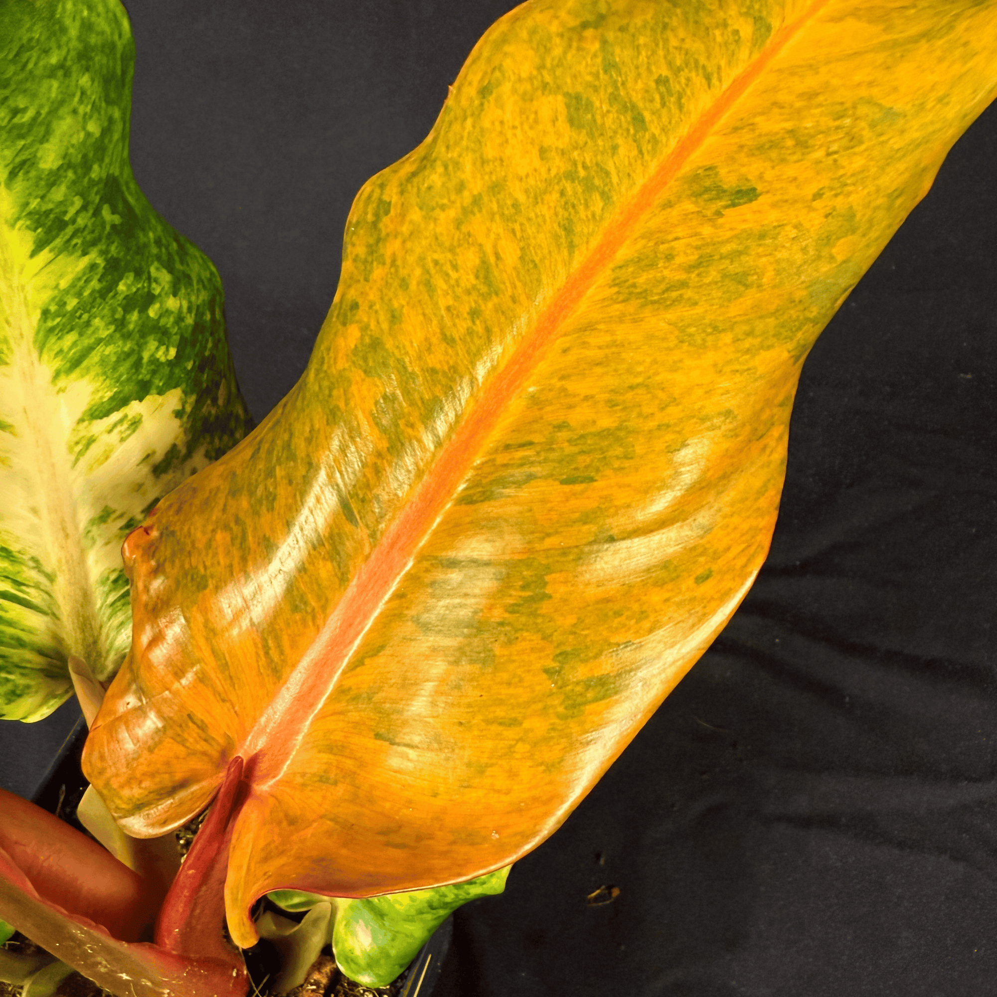 Philodendron Orange Marmalade Indonesian Form