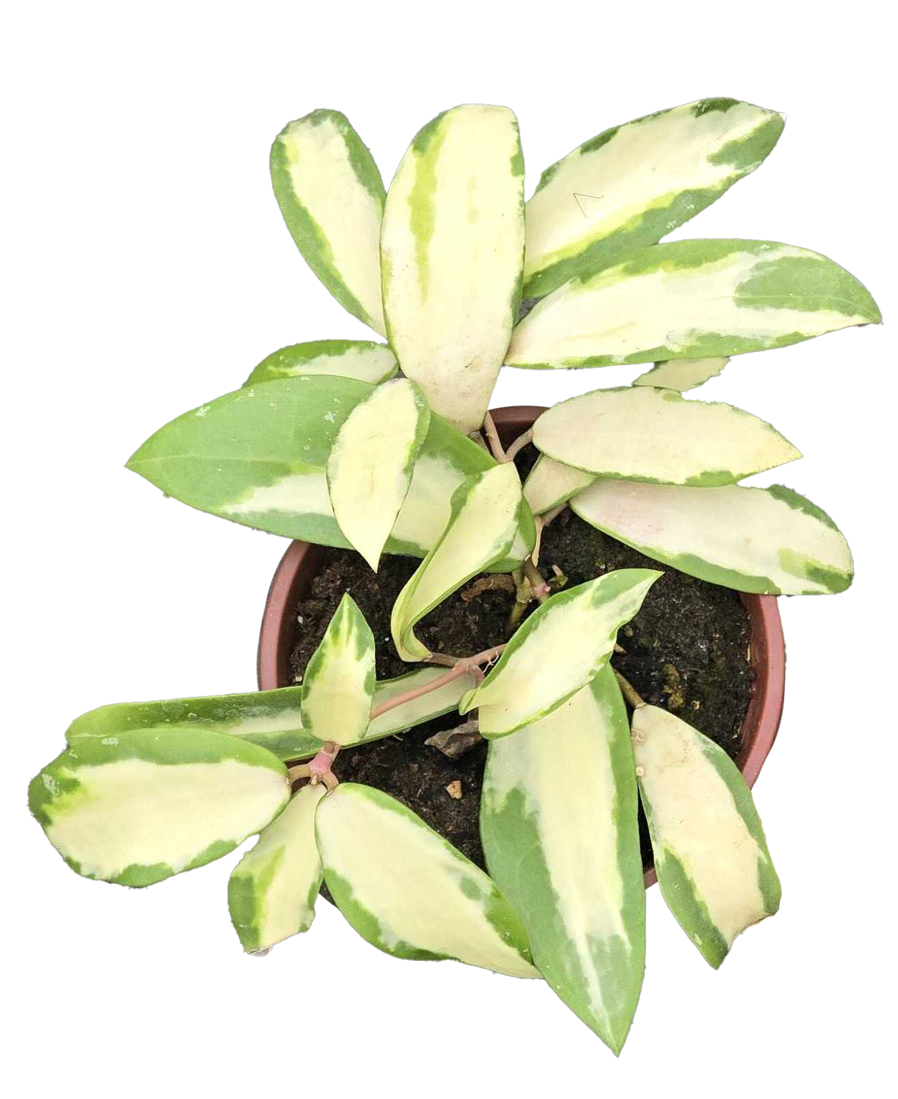 Hoya Acuta 4 in Grower Pot