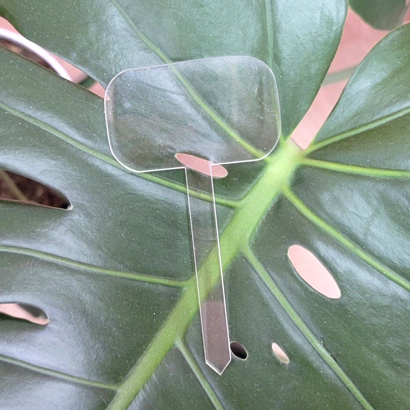 Acrylic Plant Label Stakes