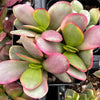 Crassula Platyphylla Pink Jade Succulent