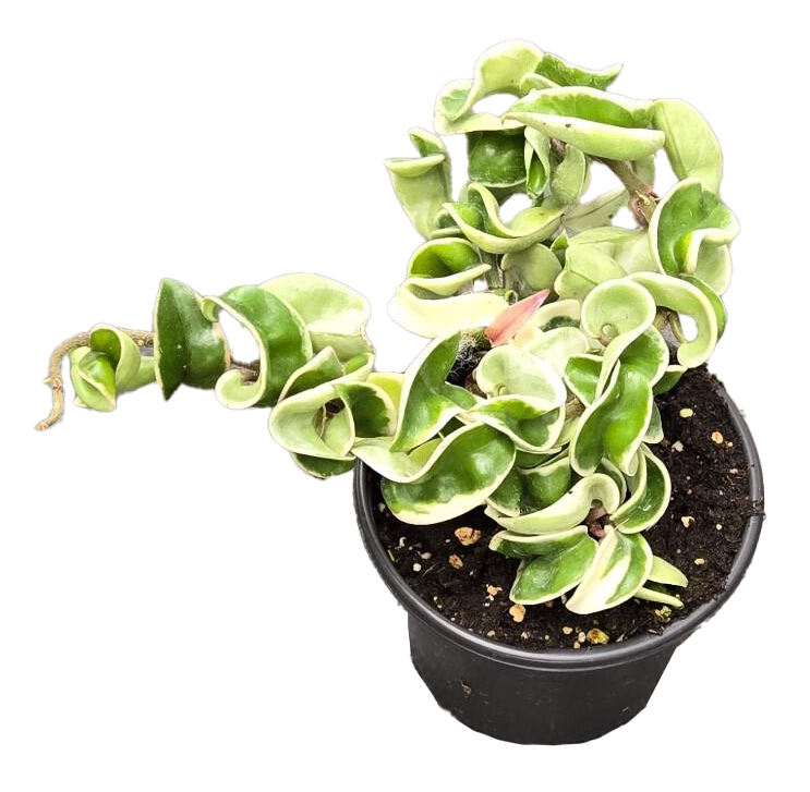 Hoya Hindu Rope Variegated 4 "Grower Pot