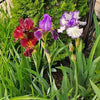 Iris Rhizomes Bulbs