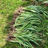 Iris Rhizomes Bulbs