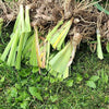Iris Rhizomes Bulbs