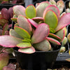 Crassula Platyphylla Pink Jade Succulent
