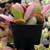 Crassula Platyphylla Pink Jade Succulent