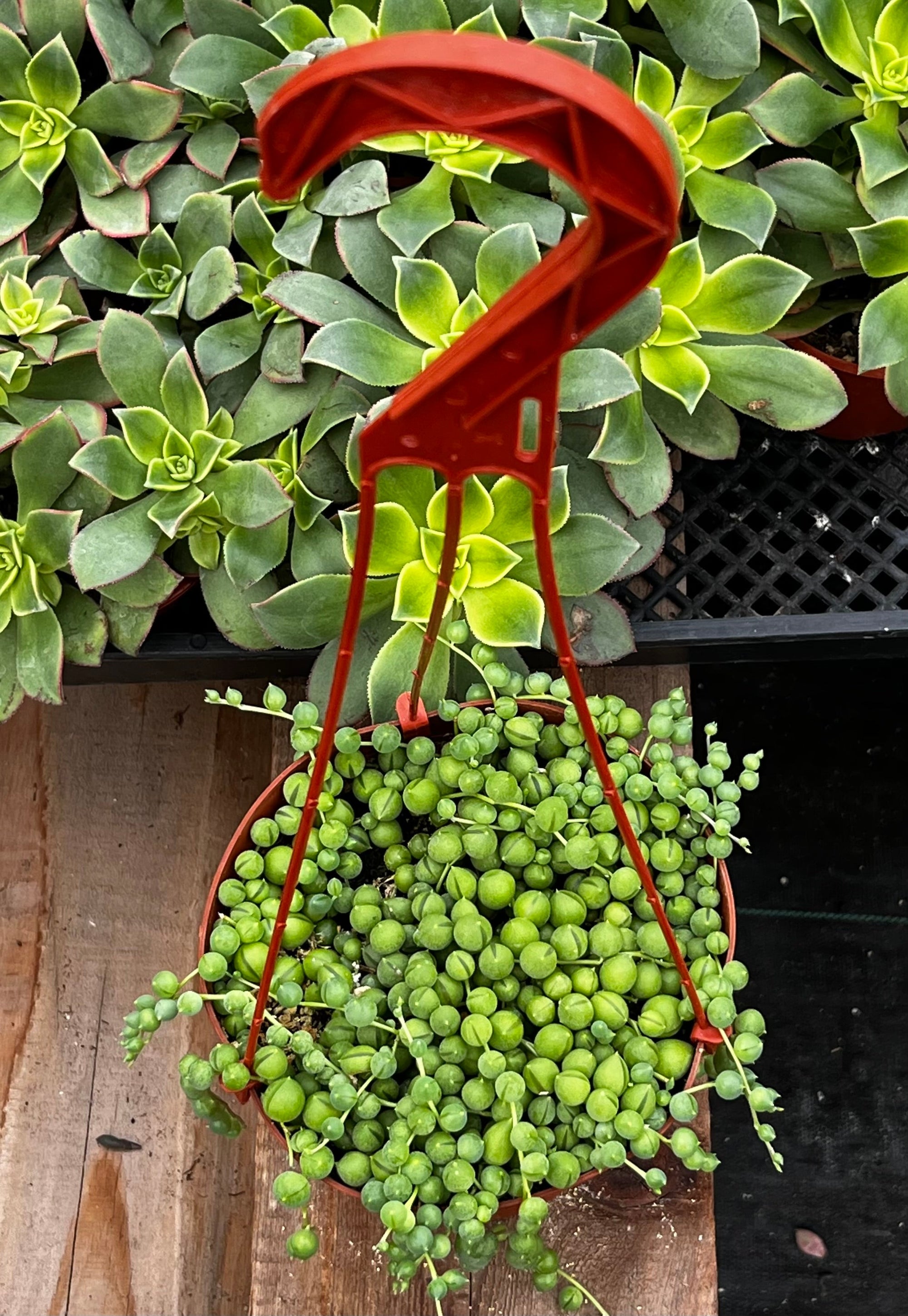 String of Pearls