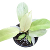 Philodendron Snowdrift 4 inch Grower Pot