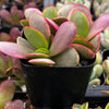 Crassula Platyphylla Pink Jade Succulent