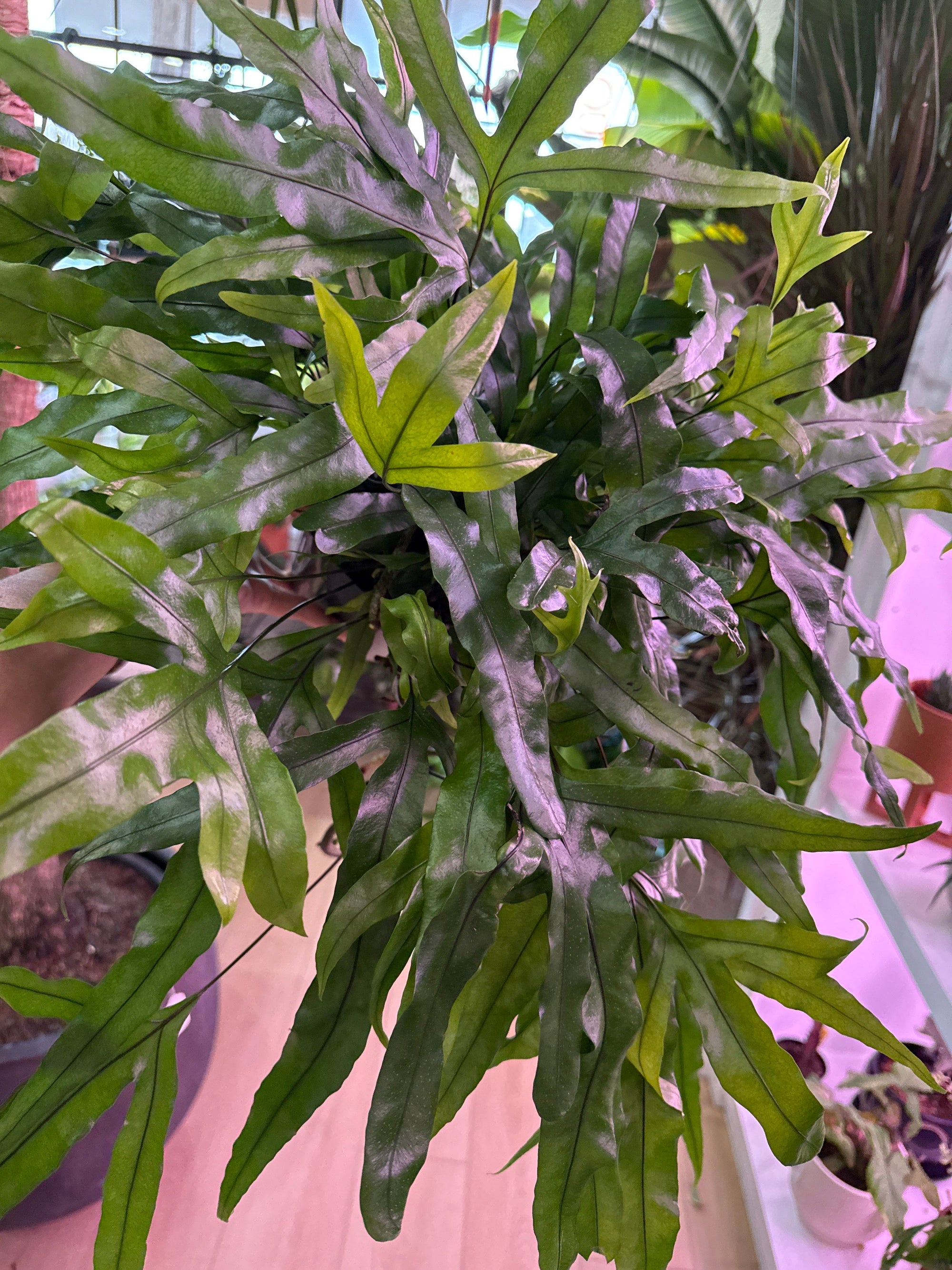 Kangaroo Paw Fern 4" & 6"