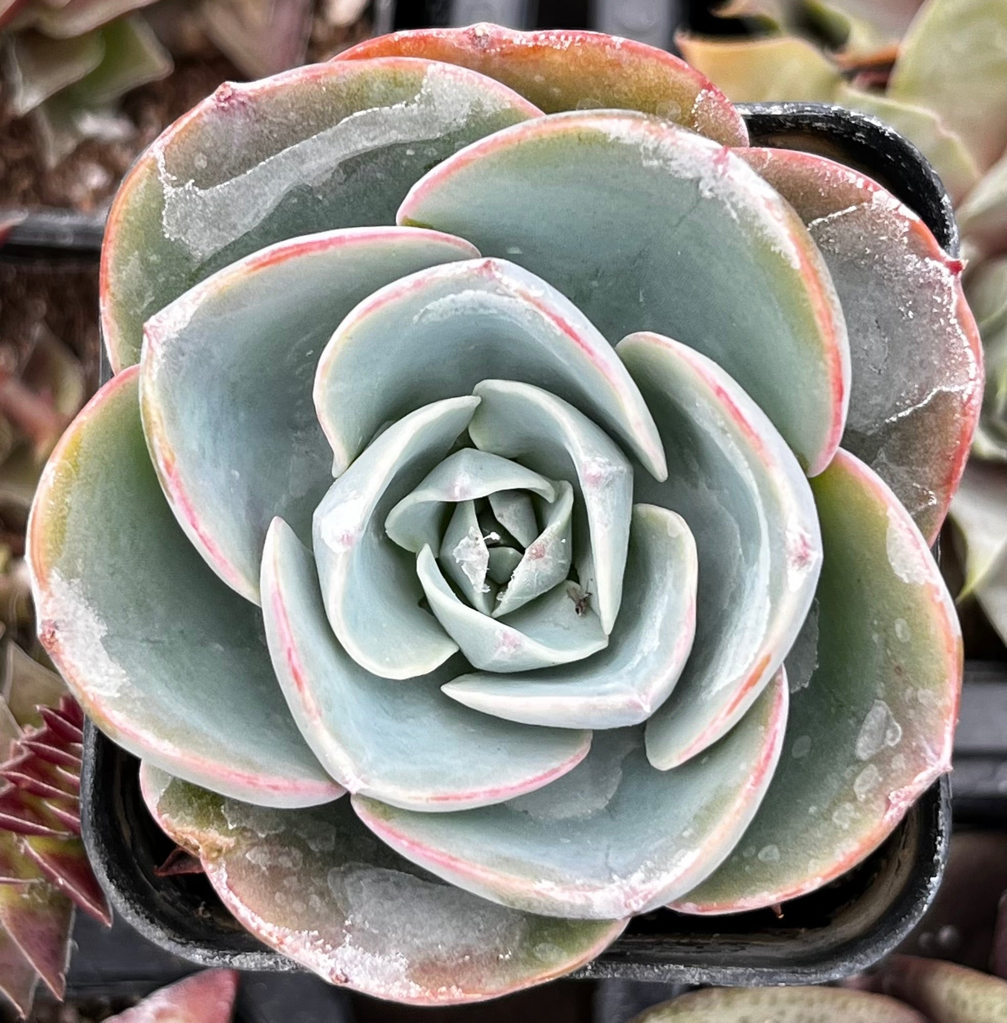 Echeveria Imbricata Hybrid Succulent