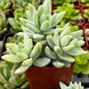 Sedeveria Blue Burrito Succulent