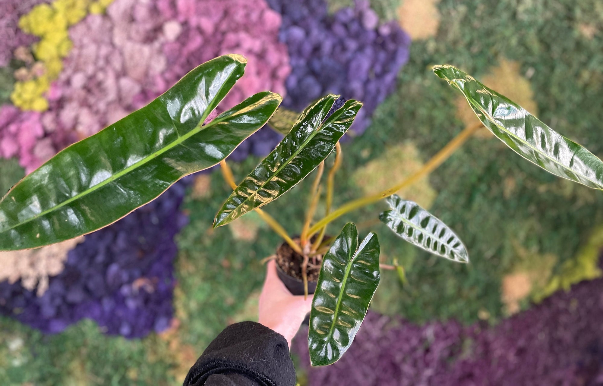 Philodendron Billietiae