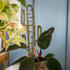 BARE™ Cactrella™ - Customizable wooden plant support - Inspired by the Barrel Cactus