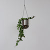 Portico Planter - Chrome Hanging Planter