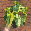 Philodendron Burle Marx Variegated