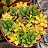 Anacampseros Sunset Succulent