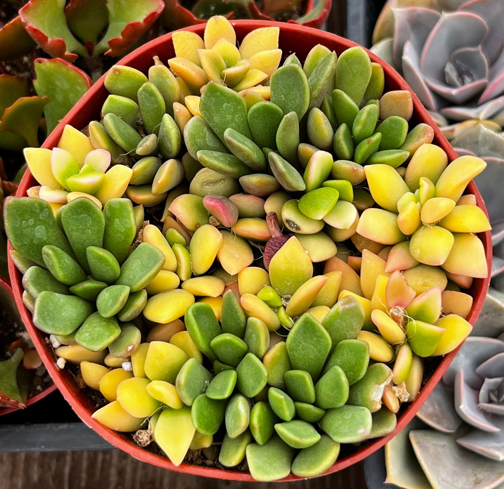 Anacampseros Sunset Succulent