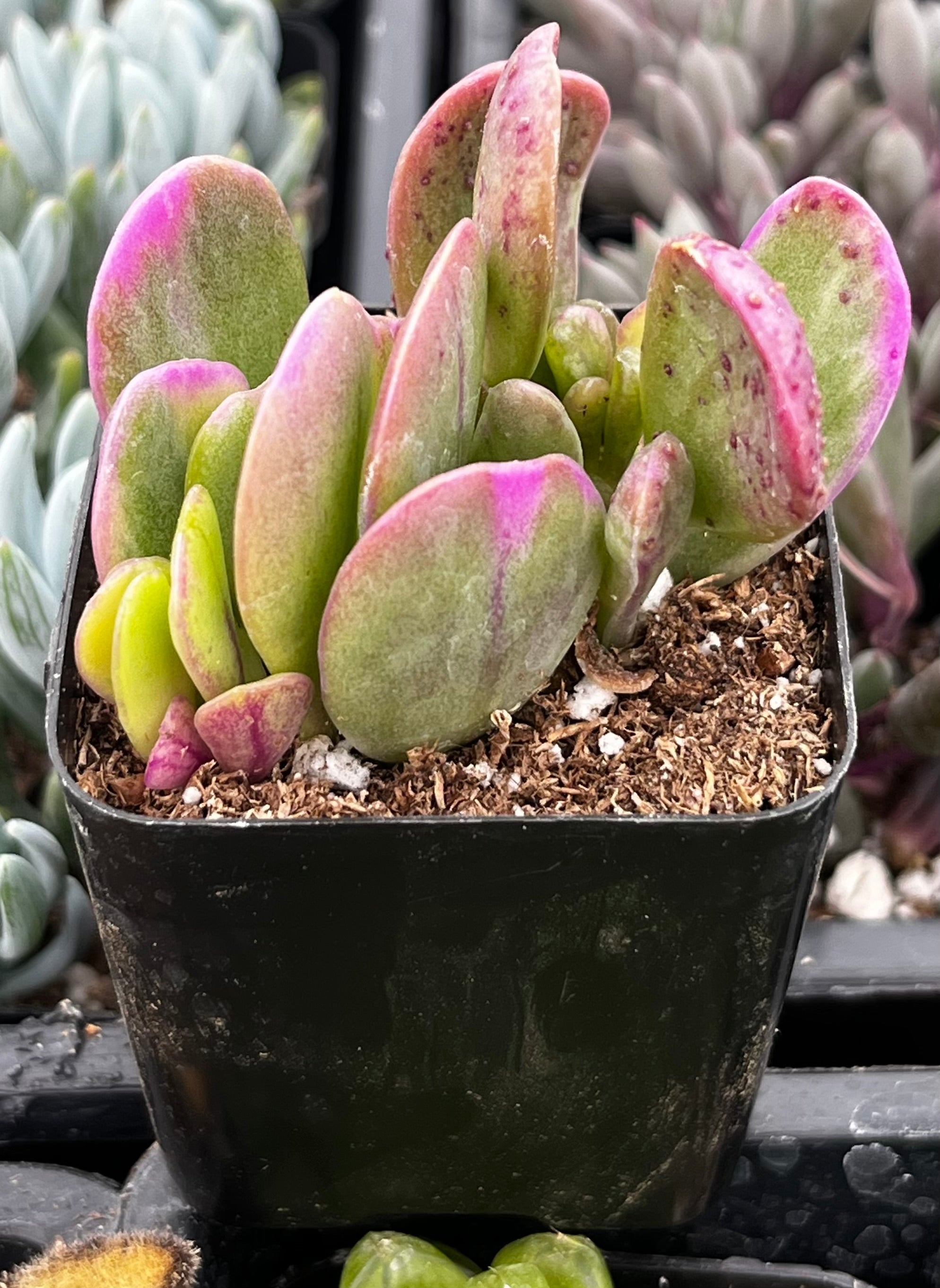 Trailing Jade Succulent