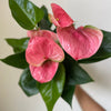 Anthurium 'Pink'