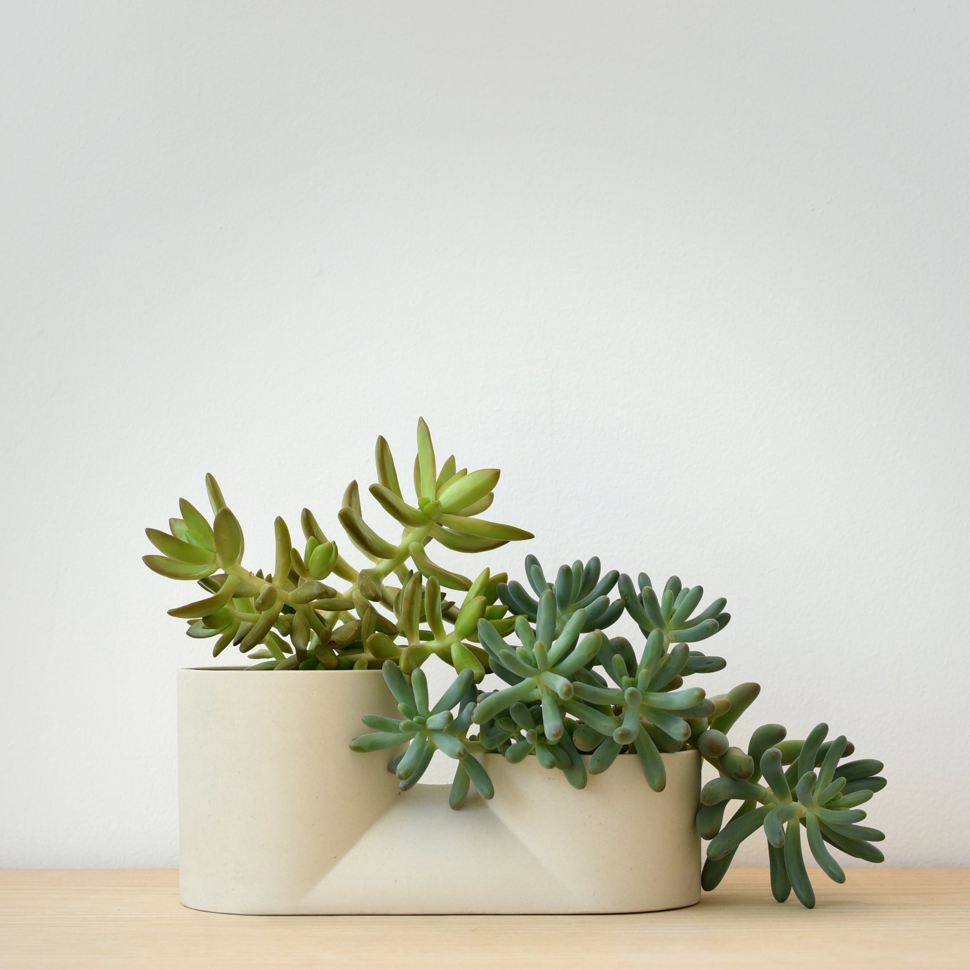 Modern & Unique Double Planter