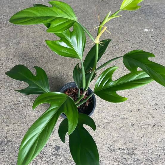 Philodendron Panduriforme/ Fiddle- Leaf Philodendron