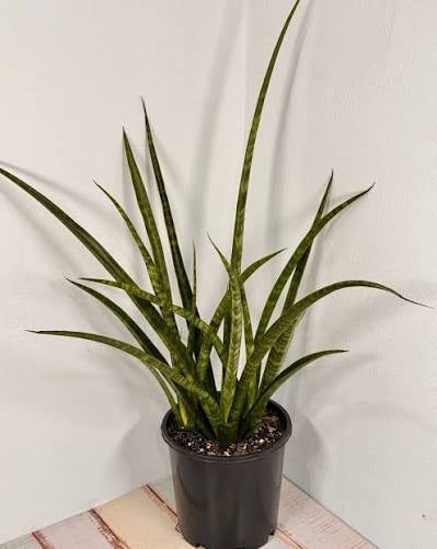 Sansevieria Parva/Kenya Hyacinth