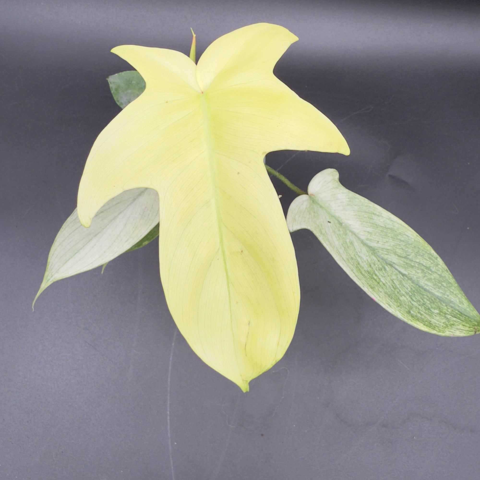 Philodendron Florida Ghost