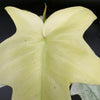 Philodendron Florida Ghost