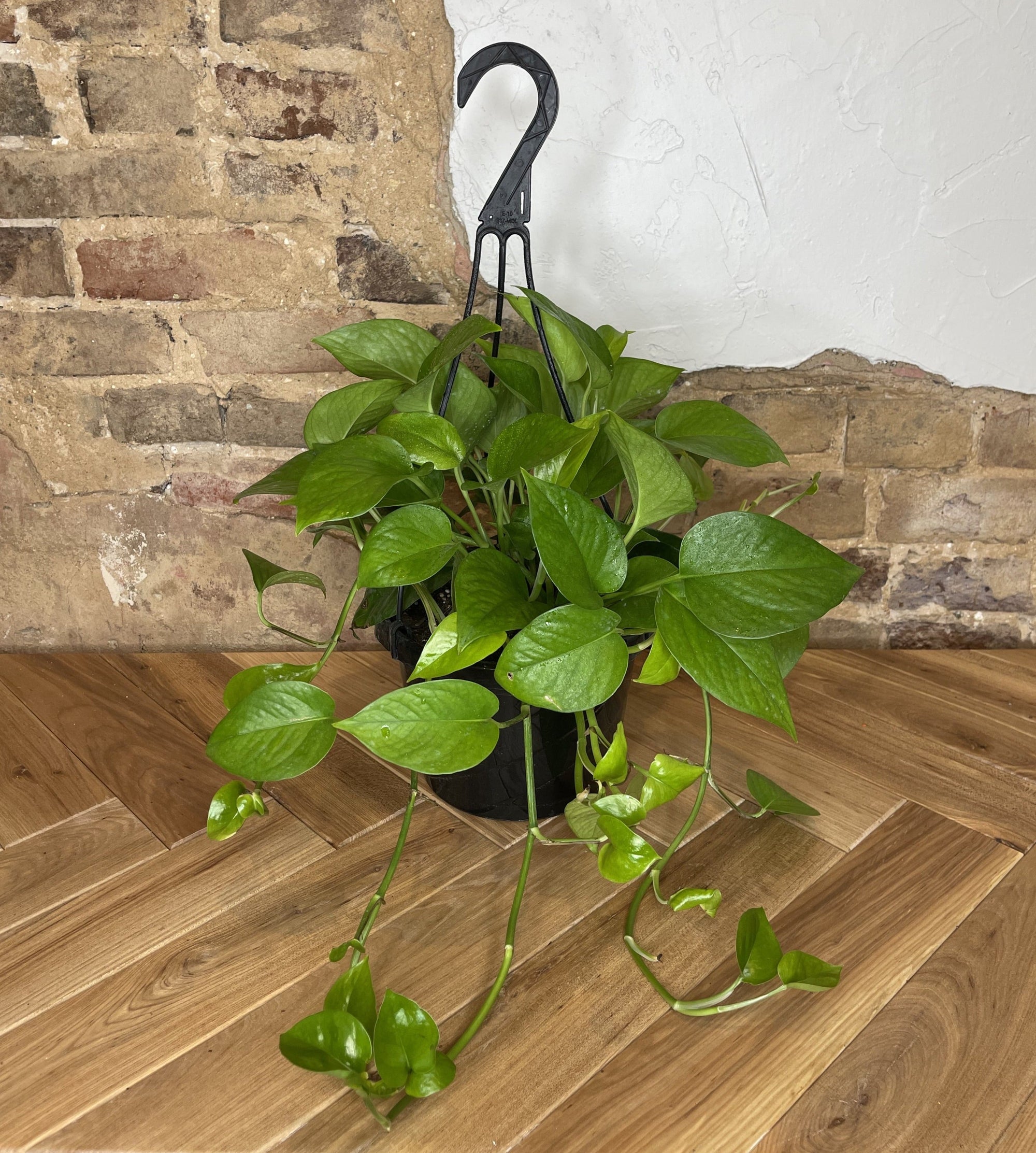 Pothos 'Jade'