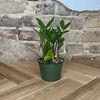 ZZ Plant (Zamioculcas Zamiifolia)