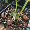 AROID Premium Potting Mix