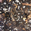 Pothos & Scindapsus Premium Potting Mix