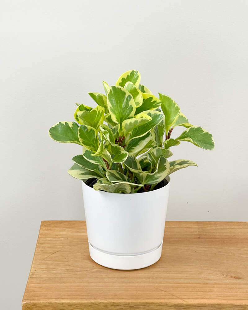 Peperomia obustifolia 4"