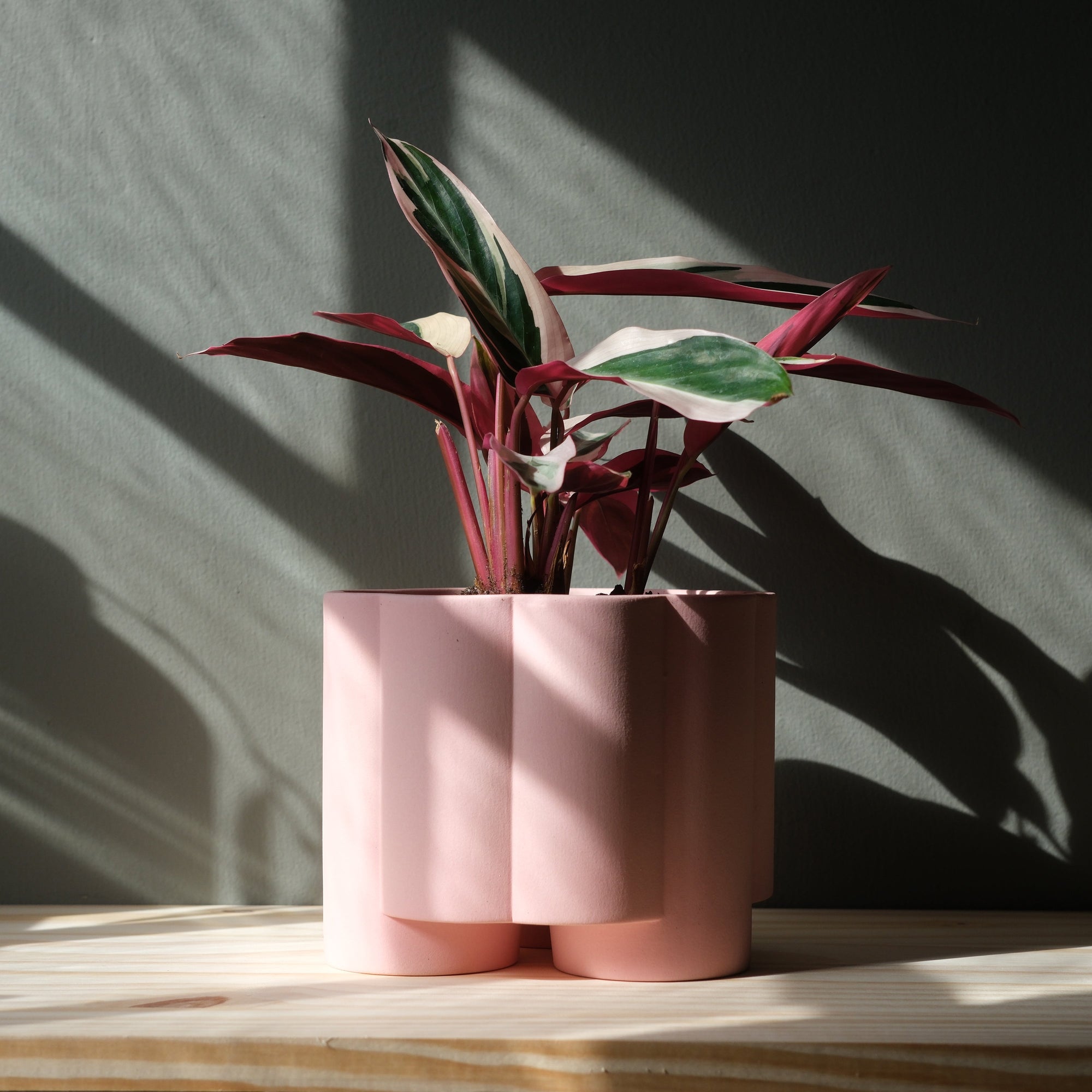 Pillar Planter w/ Drainage Plate 6"