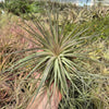 Tillandsia Stricta Cotton Candy