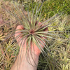 Tillandsia Stricta Cotton Candy