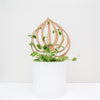 Peptrella - Plant trellis inspired by watermelon peperomia