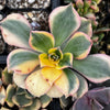 Aeonium Sunburst Succulent