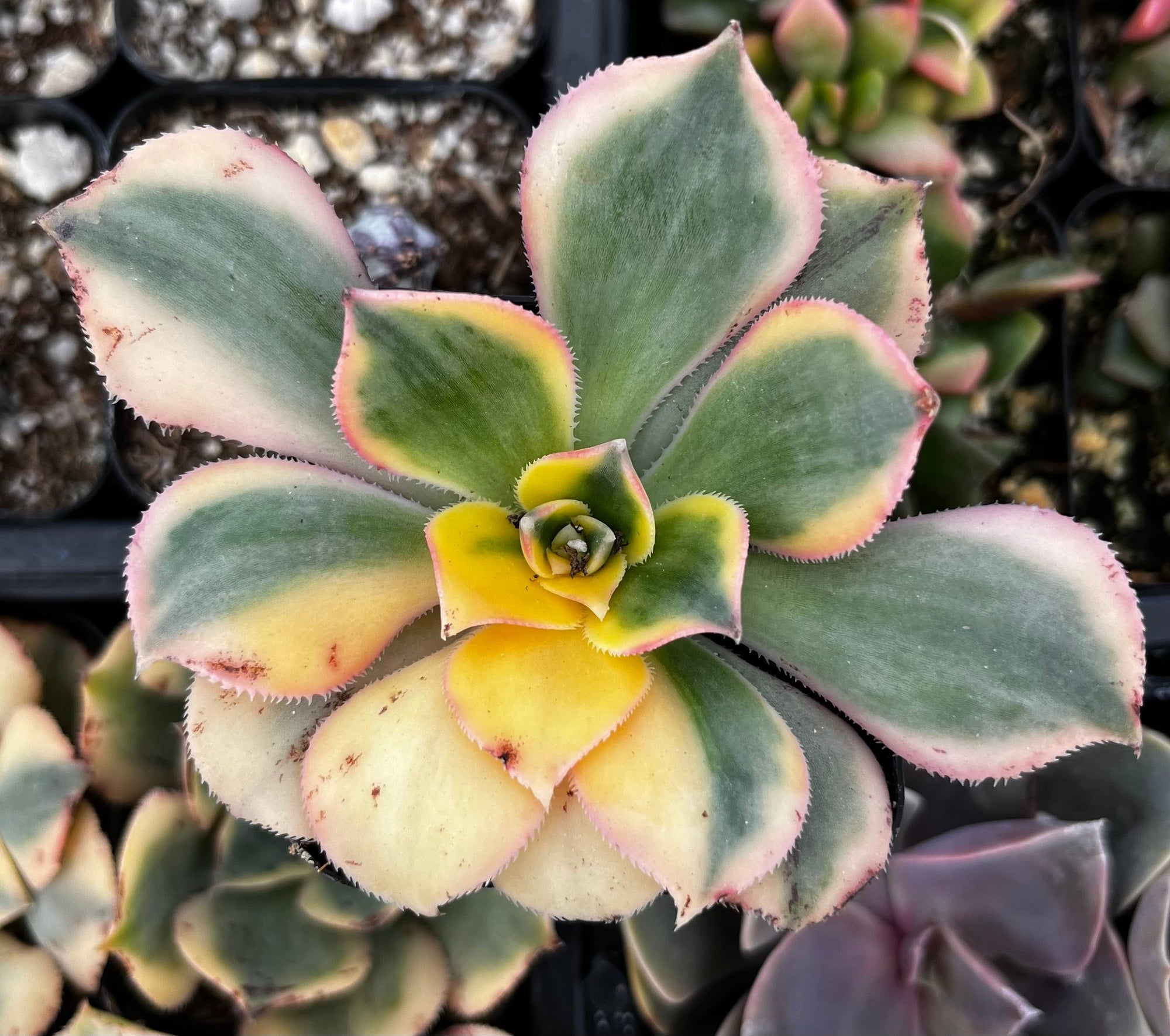 Aeonium Sunburst Succulent
