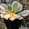 Aeonium Sunburst Succulent