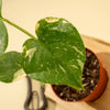 4" Monstera 'Thai Constellation'