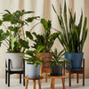 ZZ Plant
