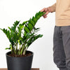 ZZ Plant