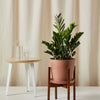 ZZ Plant
