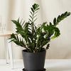 ZZ Plant