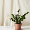 ZZ Plant